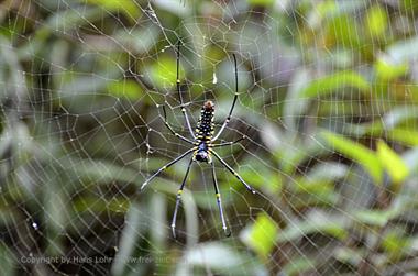 Periyar N.P., Thekkadi_DSC7313_H600